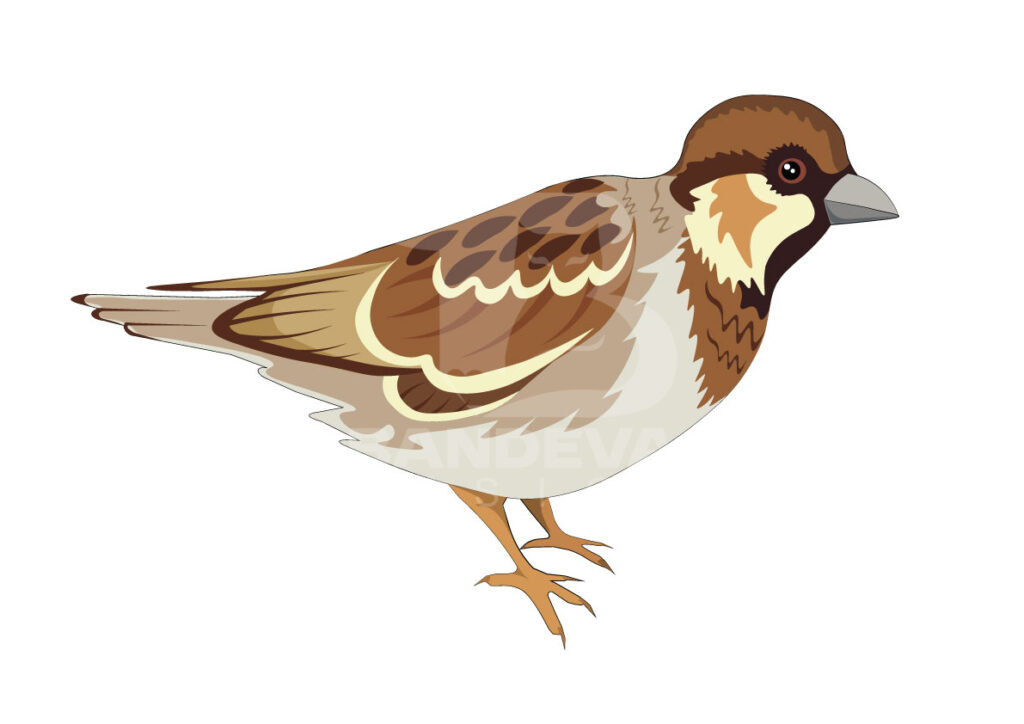 bird