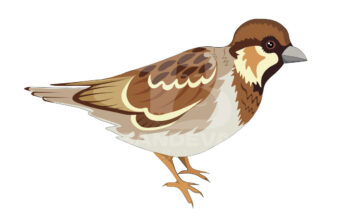 bird-2.jpg