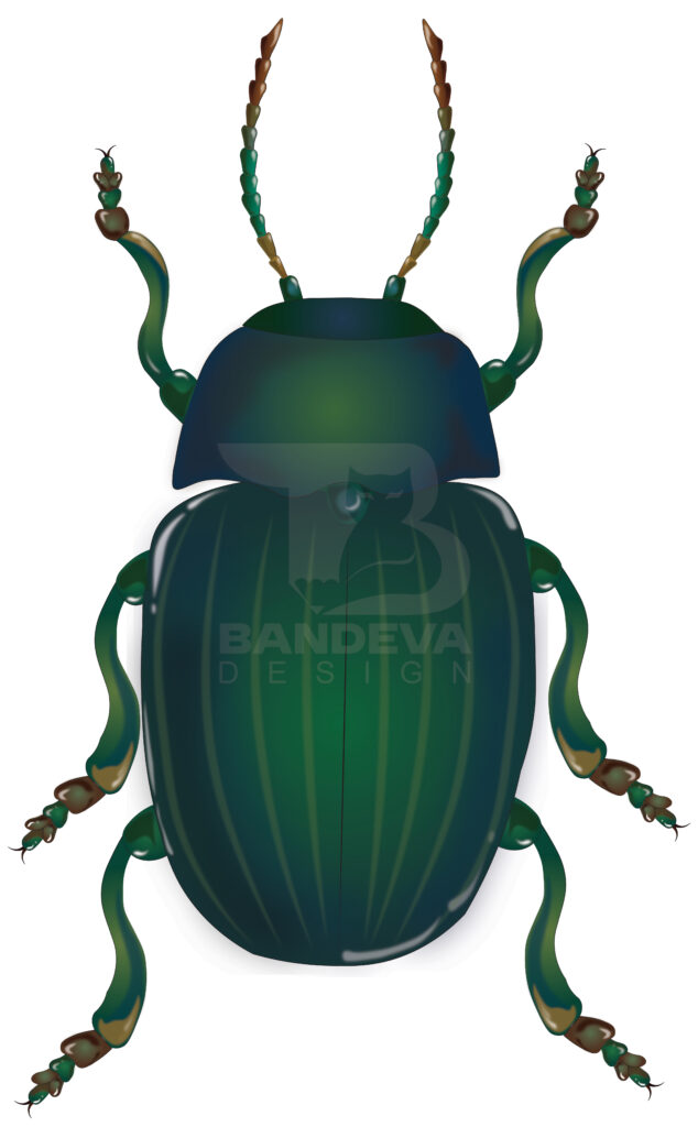 bug