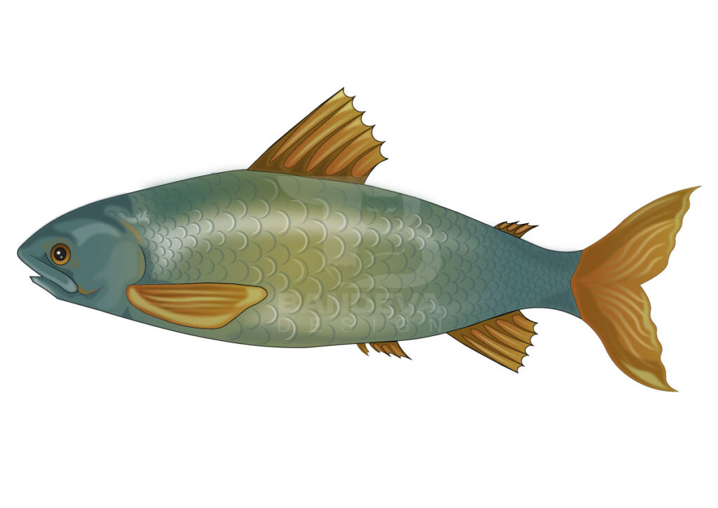 fish